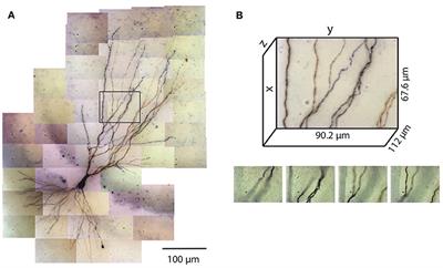 ShuTu: Open-Source Software for Efficient and Accurate Reconstruction of Dendritic Morphology